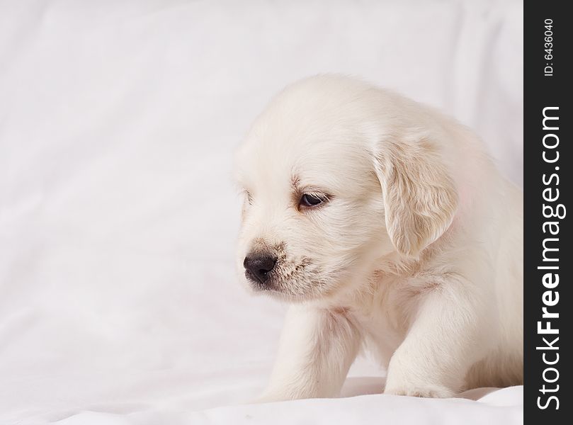 Small white retriever puppy on white background