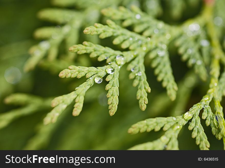 Green tree with raindrops on garden