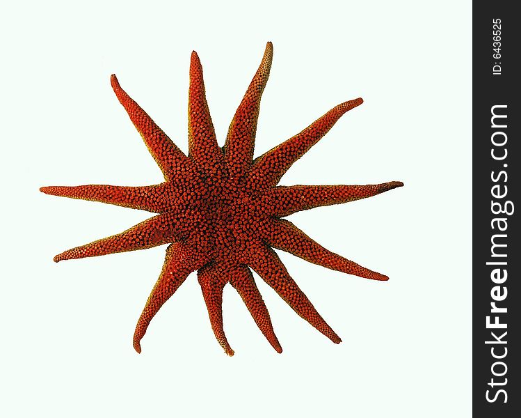 A red starfish on a white backrground