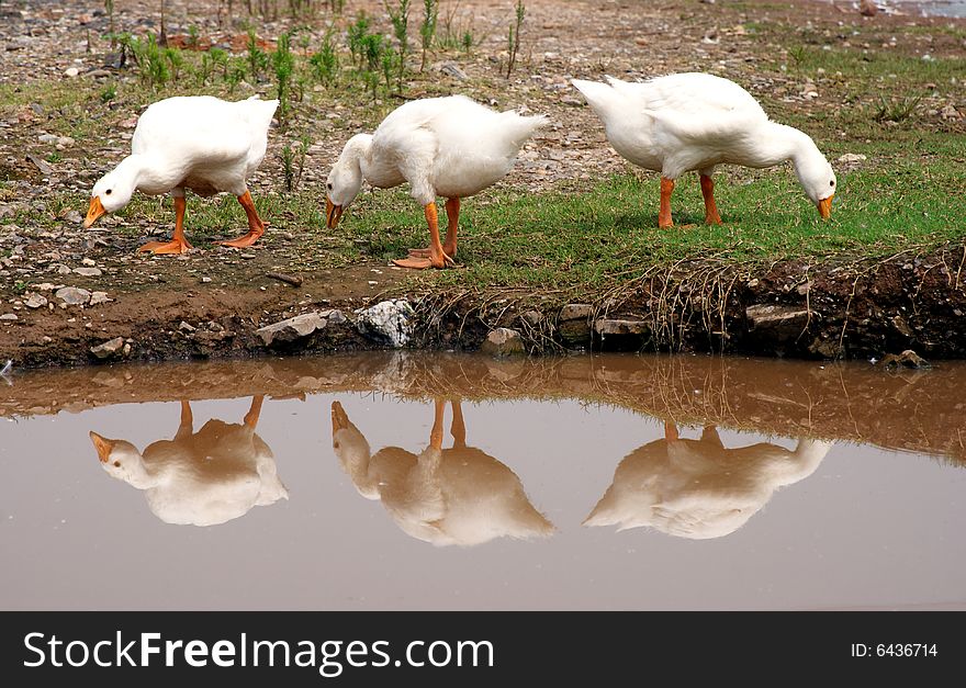 The village pond with ducks and geese. The village pond with ducks and geese