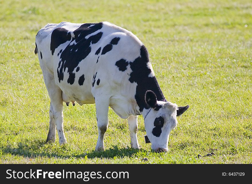 Dairy Cow Munching on Grass