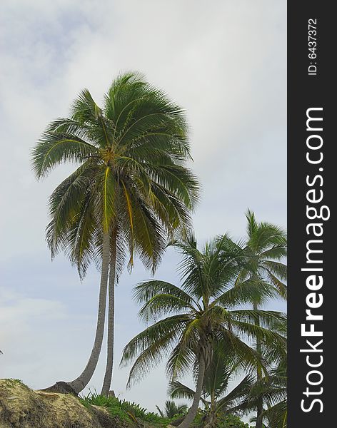 Tropical coconut trees on the 
Macau beach ,paradiziaca in Dominican Republic. Tropical coconut trees on the 
Macau beach ,paradiziaca in Dominican Republic