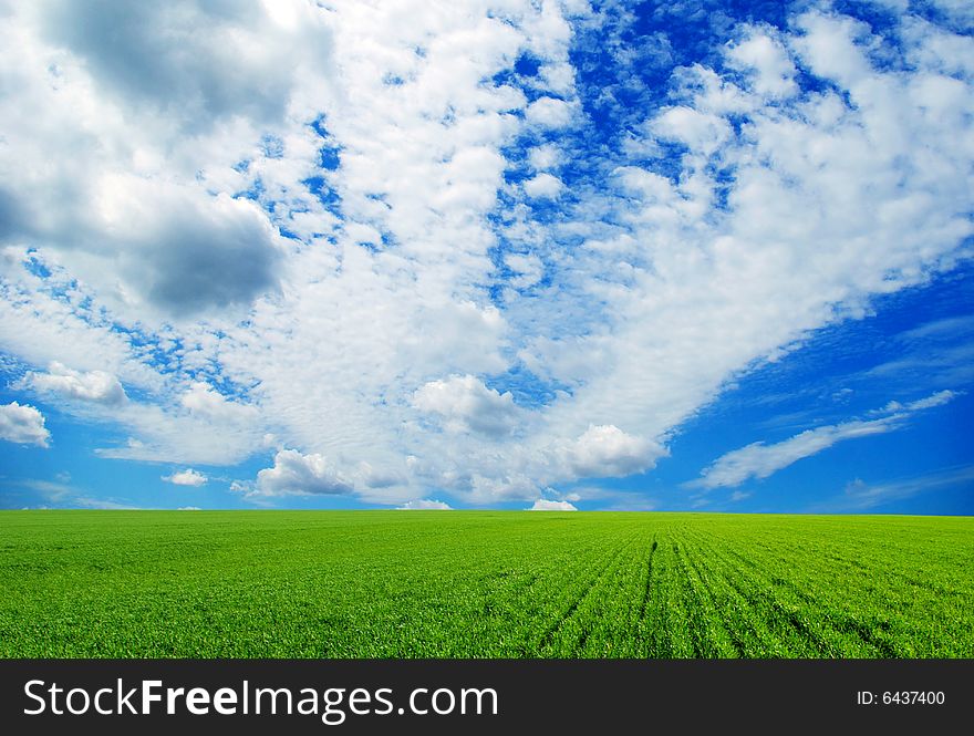 Field on a background of the blue sky