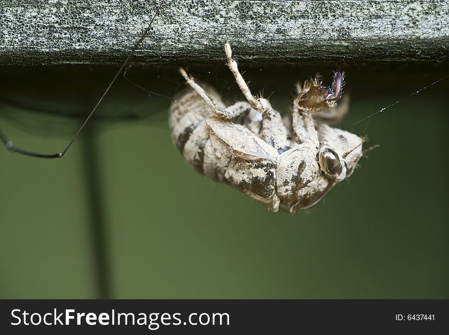 The remains of a bee covered with pollen was captured by a spider. The remains of a bee covered with pollen was captured by a spider.