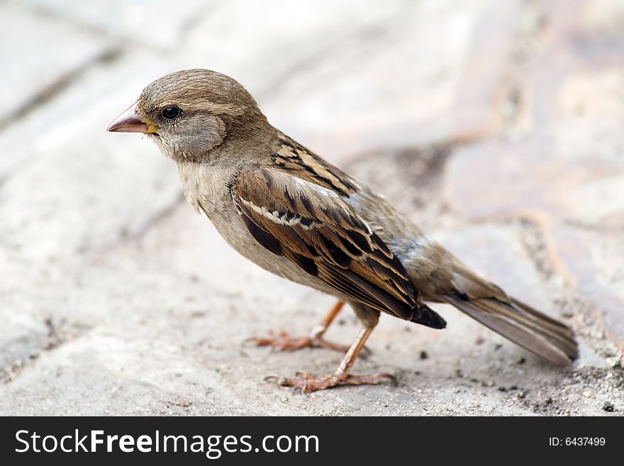 A young sparrow sitting on the ground