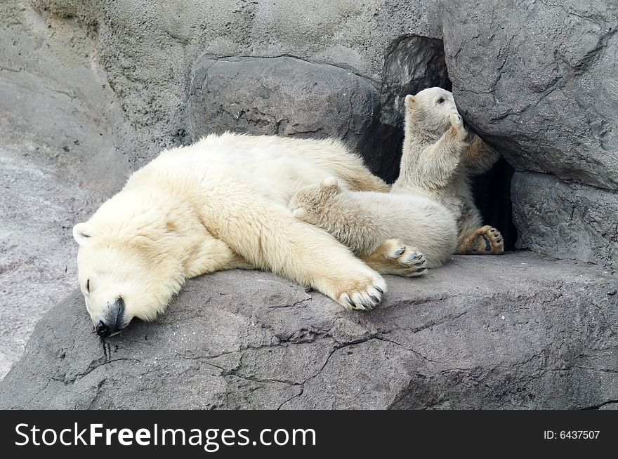 Mother white bear with two small children. Mother white bear with two small children