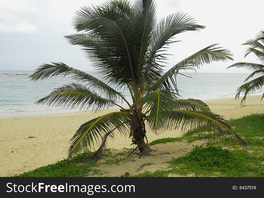 Macao tropical beach and paradiziaca in Dominican Republic. Macao tropical beach and paradiziaca in Dominican Republic