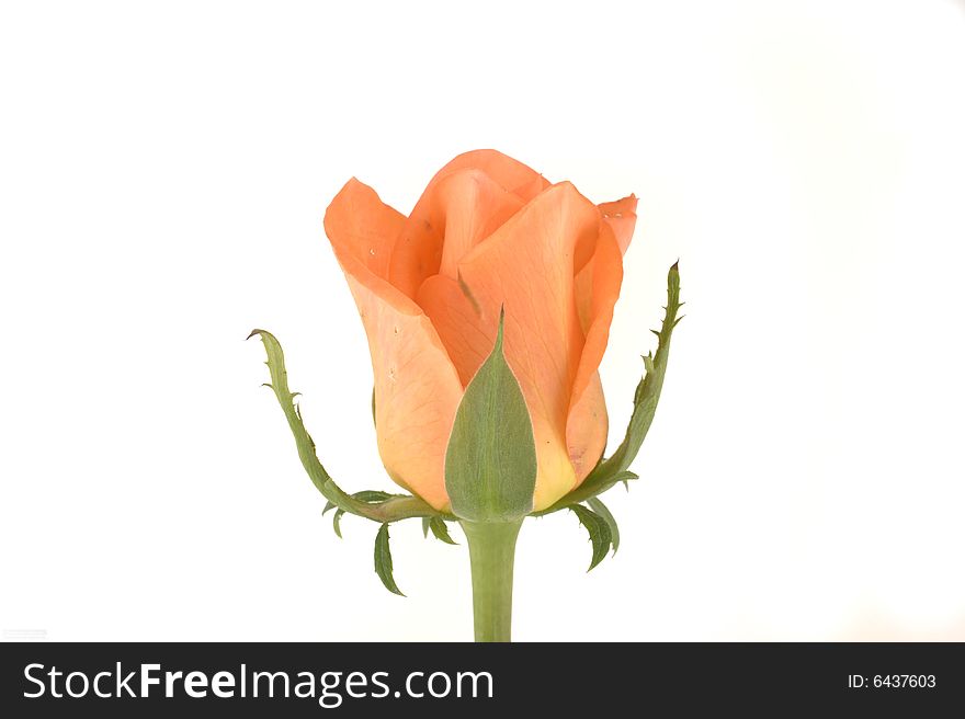 Orange rose on white background