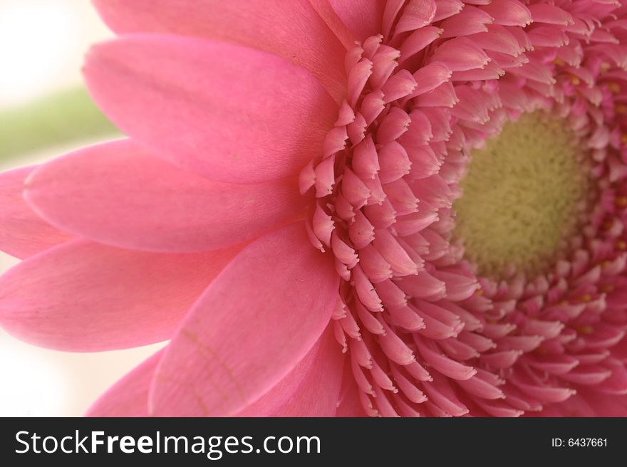 Close-up of pink gerbera flower against white background