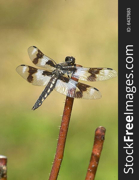 Libellula Forensis