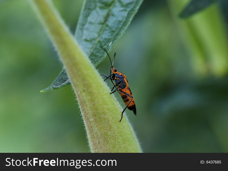 Milkweed bug