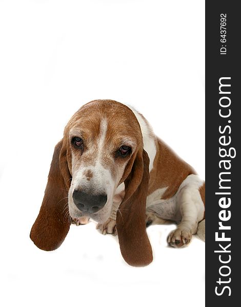 Basset hound's head and long ears. Basset hound's head and long ears