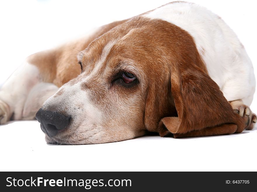 Selective focus portrait of basset hound face and nose. Selective focus portrait of basset hound face and nose