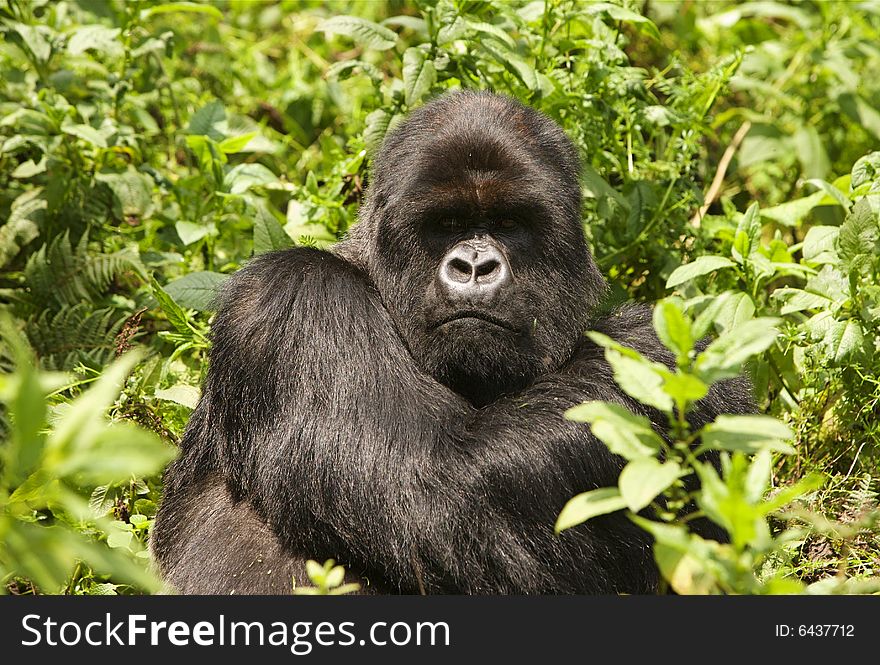 Silverback of Sousa group. Virunga Mountains (Parc National Volcans), Rwanda