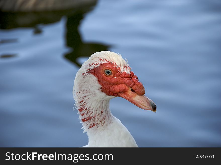 Close-up of Muscovy red faced duck.