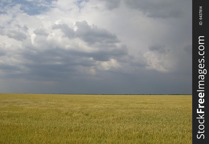 Field wheat before  thunder-storm, spring