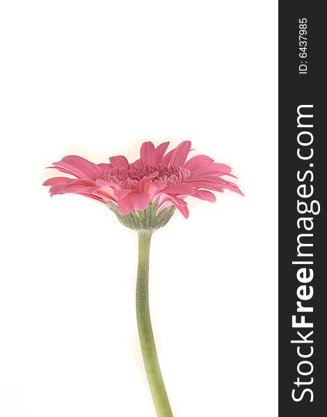 Close-up of pink gerbera flower against white background