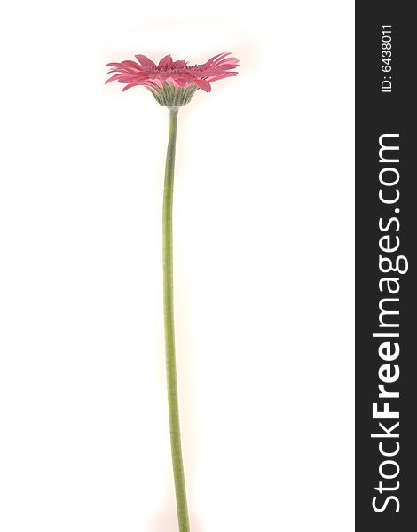 Close-up of pink gerbera flower against white background