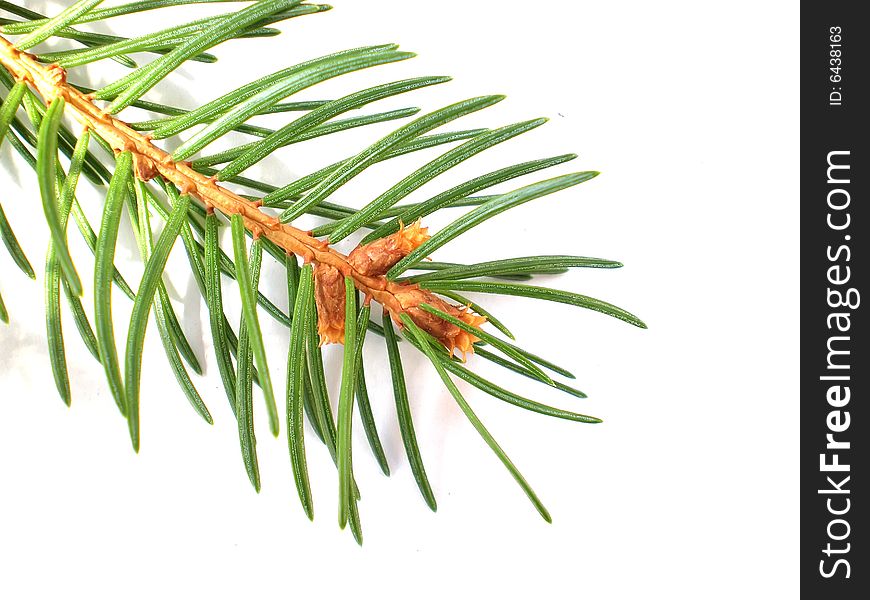 Christmas Pine Branch