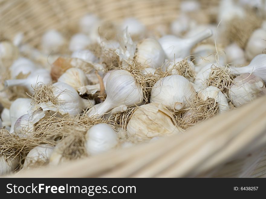 Fresh garlic collected in a basket