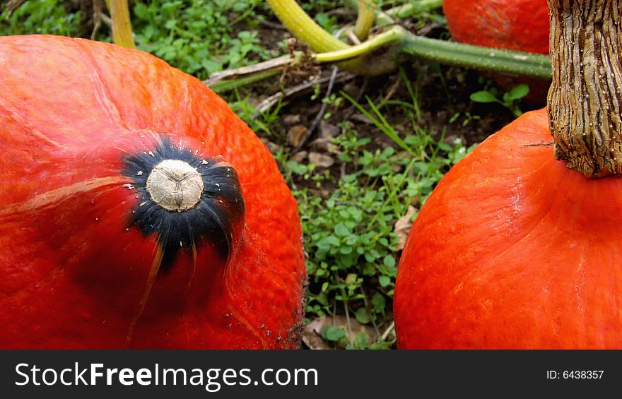 Detail of Hokkaido Pumpkins lying in a garden