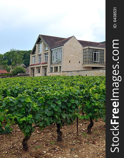 Panoramic view of a vineyard in Burgundy, France in late afternoon