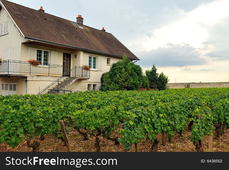 Panoramic view of a vineyard in Burgundy, France in late afternoon