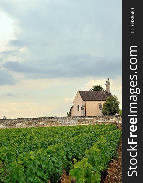 Panoramic view of a vineyard in Burgundy, France in late afternoon