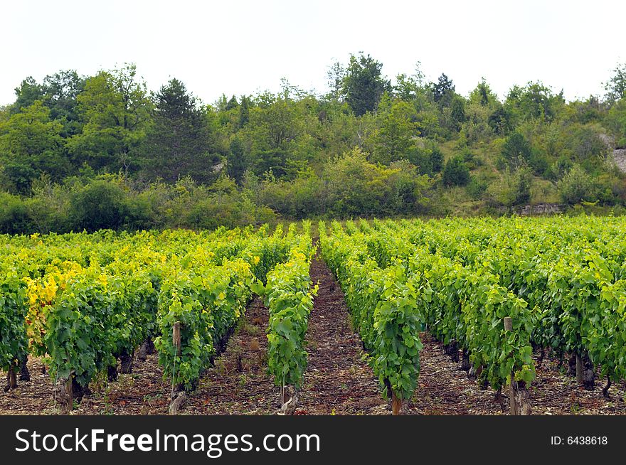 Panoramic view of a vineyard in Burgundy, France in late afternoon