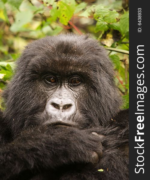 Group 13 female Mountain Gorilla. Virunga Mountains (Parc National Volcans), Rwanda