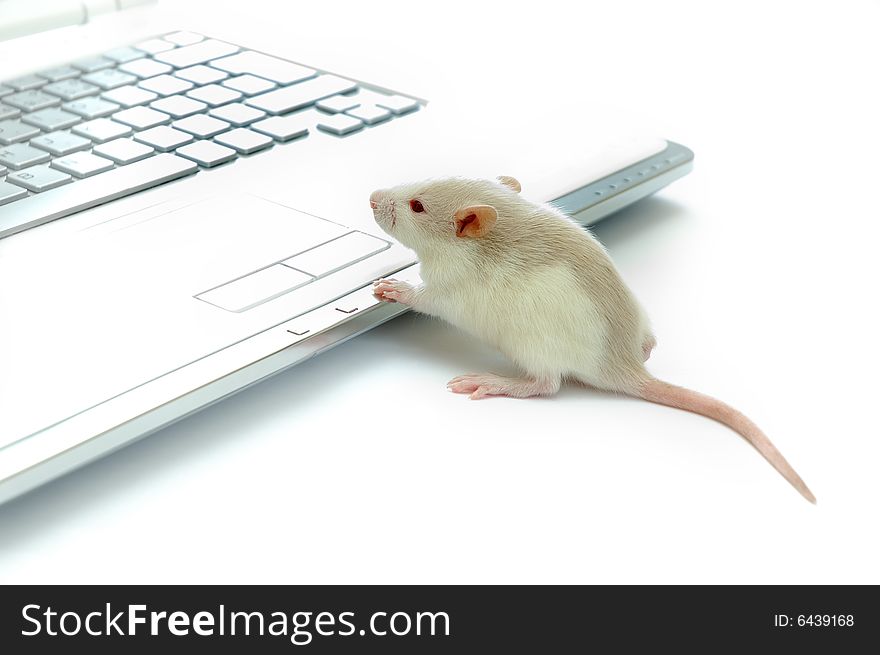 Mouse near laptop on white background. Mouse near laptop on white background