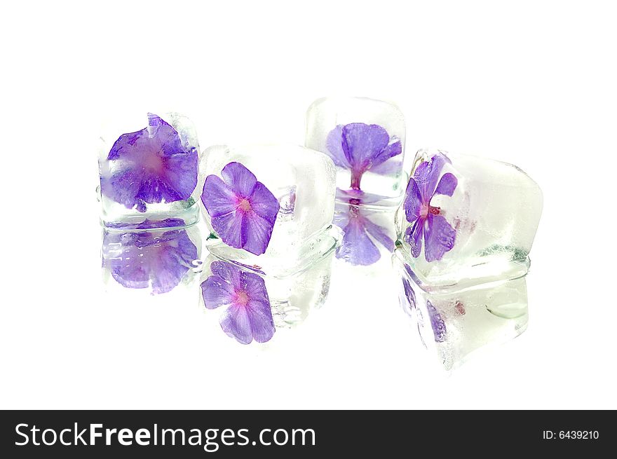 Violet head in ice cube on white background. Violet head in ice cube on white background