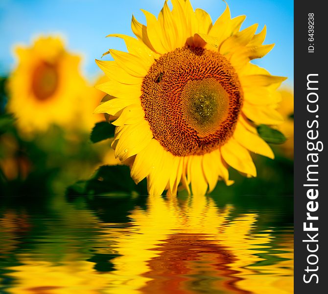 Background from a field of bright yellow sunflowers