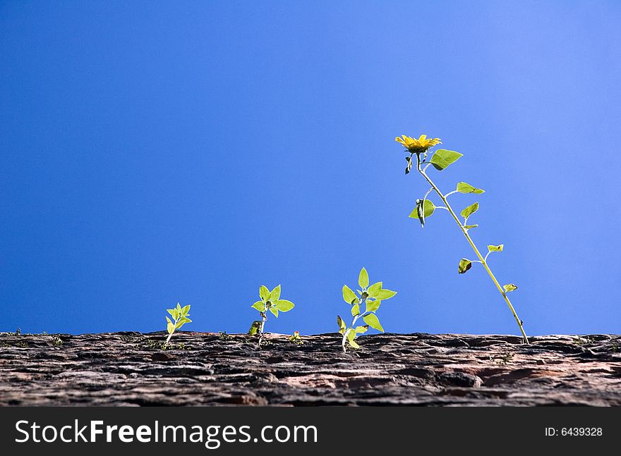 Sunflower on an old ruin wall