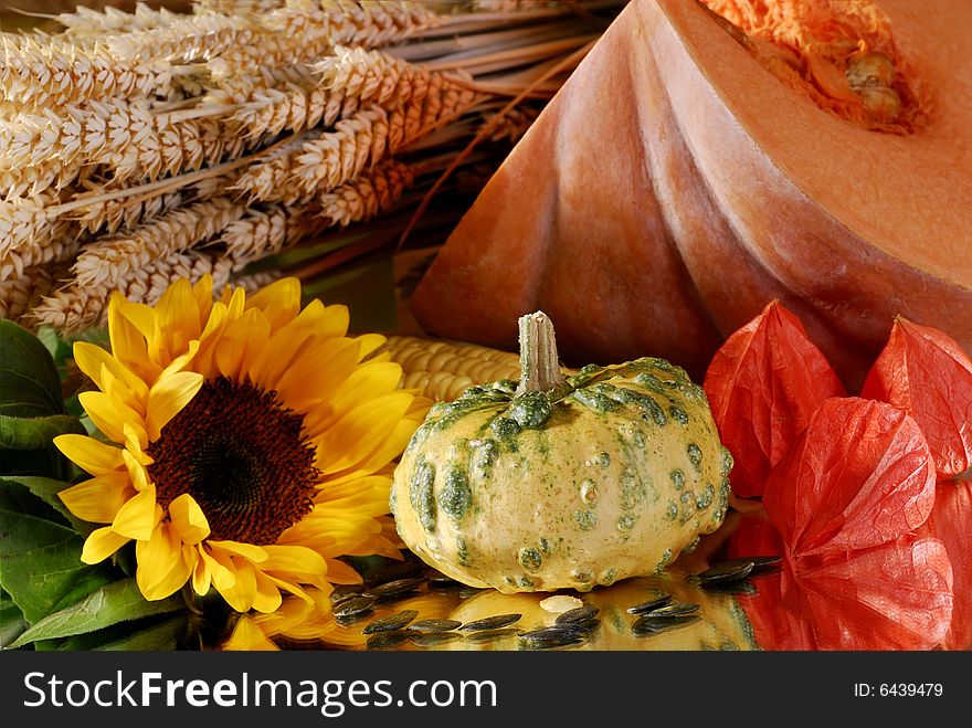 Pumpkin, sunflower, corn still-life. Pumpkin, sunflower, corn still-life