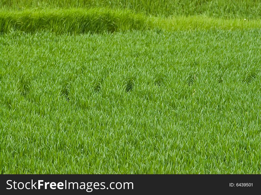 Farmers green field growing for harvest time