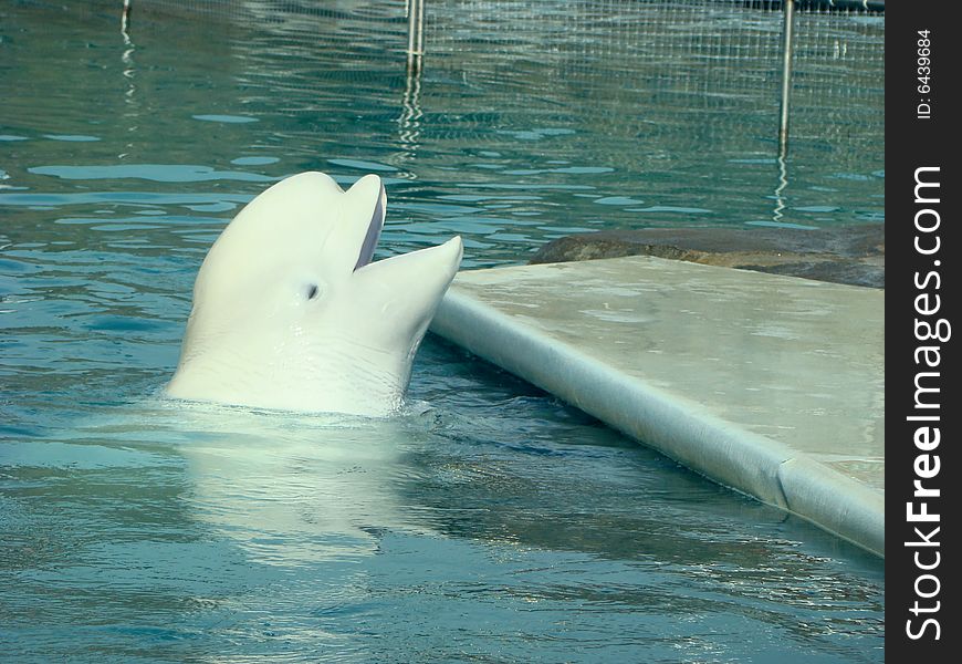 White whale Delphinapterus leucas in a delphinarium