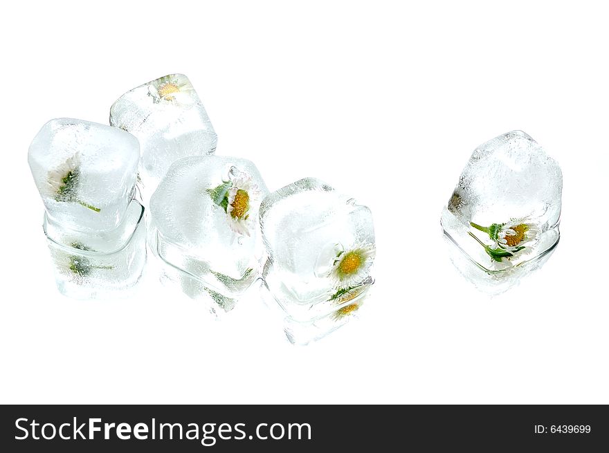 Head in ice cube on white background. Head in ice cube on white background