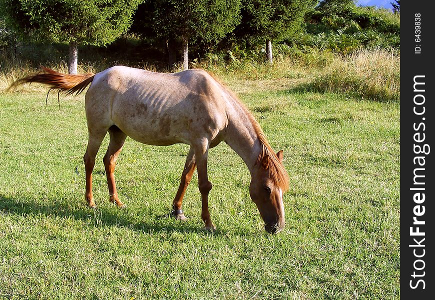 A horse and green grass - nice animal