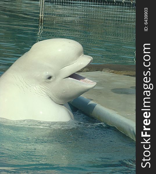 White Whale Delphinapterus Leucas