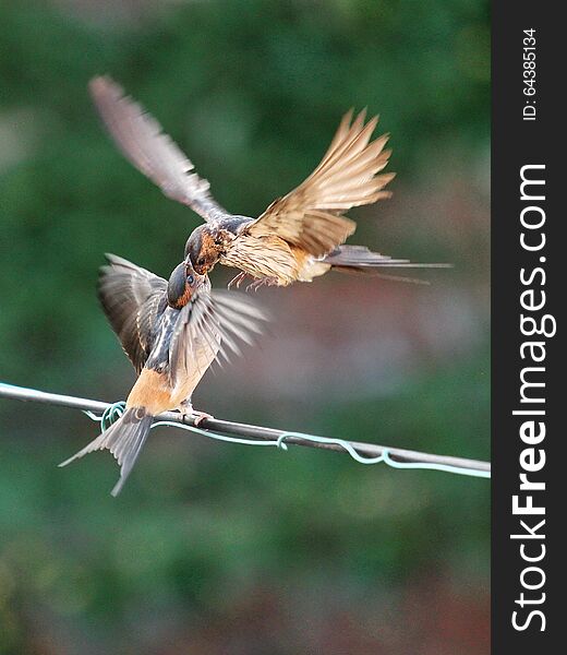 An adult swallow feeding a young swallow. An adult swallow feeding a young swallow