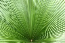 Green Leaf Stock Image Green Leaf Stock Image