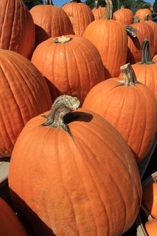 Pumpkins Stock Photos Pumpkins Stock Photos