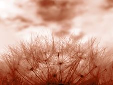 Red Dandelion Clock Stock Image Red Dandelion Clock Stock Image