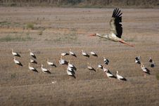 Flight Of Stork In The Evening Sky Stock Images