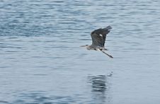 Flight Of The Gray Heron Above The River. Royalty Free Stock Images