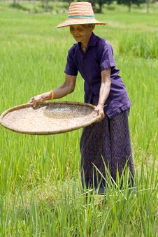 Old Asian Women Sifts Rice At The Rice-field Royalty Free Stock Photo