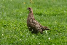 Young Pheasant Royalty Free Stock Photo