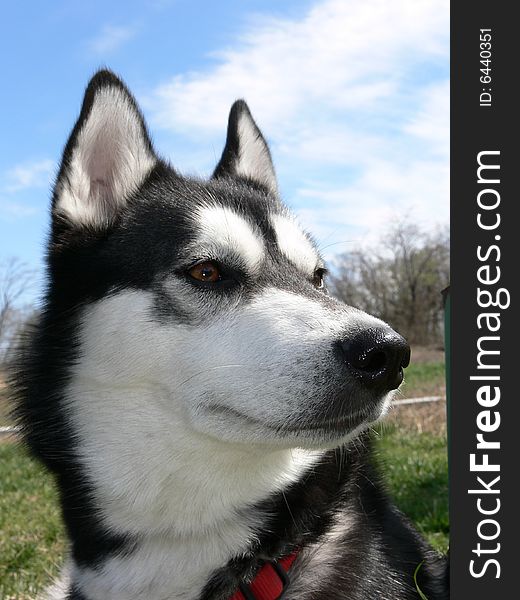 Portrait of one siberian dog