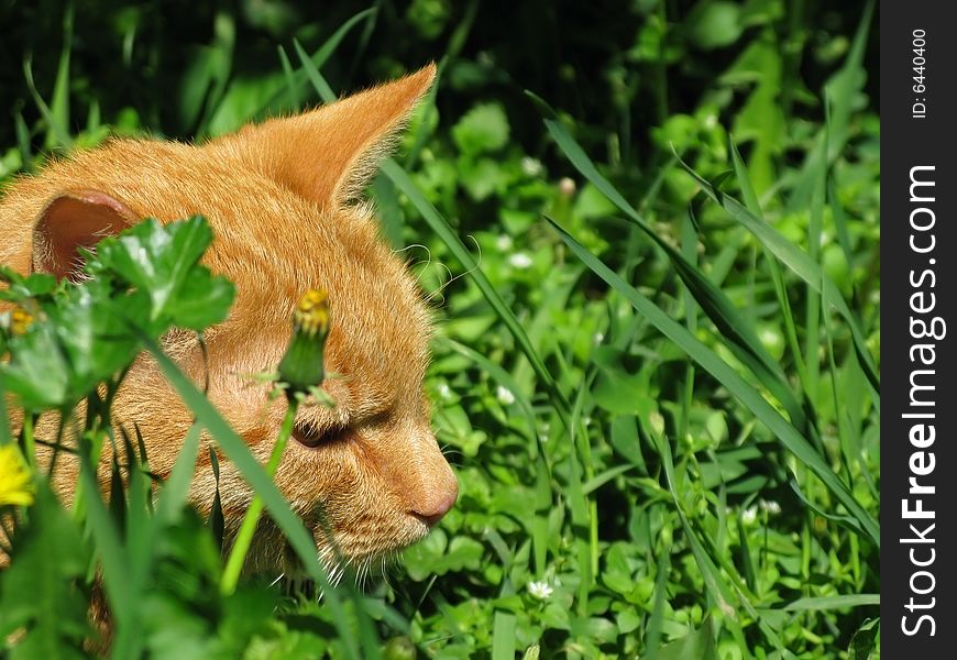 Dangerous look orange male cat is hunting on sunny day. Dangerous look orange male cat is hunting on sunny day...